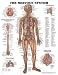 `Nervous System Chart 20"w X 26"h