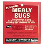 Orcon CM-C25 Live Adult Cryptolaemus, 25 Count