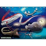 深海魚 リアルジグソーパズル B５サイズ ３３０ピース