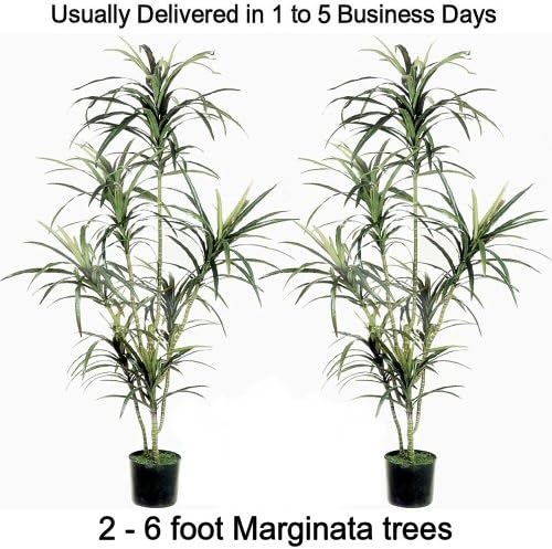 SPJPLANTS Box of Two Silk Artificial Potted 6 foot Marginata Yucca Tree Palm Topiary Plants