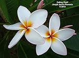 Jungle Jack’s Plumeria　プルメリア　キャセイ・パール　花なし　Plumeria 'Cathay Pearl'