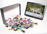 Photo Jigsaw Puzzle of TOM-1692 Wild Grey Wolf - in snow - approximately 6 month old pup showing from Ardea Wildlife Pets