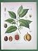 NUTMEG Myristica Fragrans Medicinal Plant - SUPERB Antique Botanical Print Color Lithograph