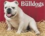 Just Bulldogs 2008 Calendar
