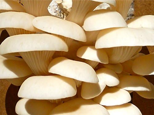 100th Monkey Mushrooms - Elm Oyster Mushroom Box Kit - Grow Your Own Gourmet Mushrooms!
