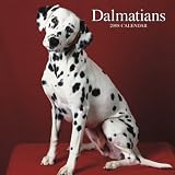 Dalmatians 2008 Square Wall