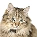 Very Cute Long Haired Kitten - 18"H x 18"W - Peel and Stick Wall Decal by Wallmonkeys