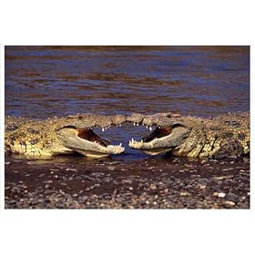 Kissing Crocs Print Poster