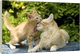 Box Canvas Print of Cat - ginger tabby grooming kitten from Ardea
