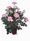 from PROTEAM UK LTD Proteam HO1868 - Artificial Tree Collection - 60 cm Pink Rose Bush Model HO1868