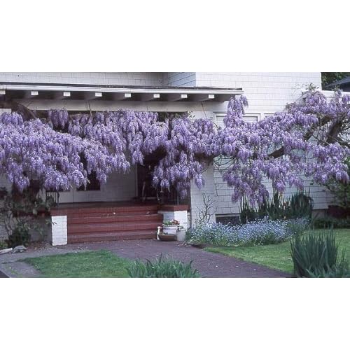 Amazon com Blue Chinese Wisteria Vine 5 Seeds Hard to Find The Spy with a Clean Face Paperback