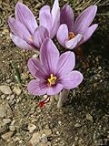 IMAGE OF Three Lovely Saffron Crocus Blossoms Spring from the Earth, California Photographic Poster Print by Sylvia Sharnoff, 9x12