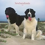 Newfoundlands 2008 Square Wall Calendar