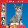 Kittens 366 Days 2008 Square Wall Calendar (German, French, Spanish and English Edition)