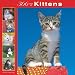 Kittens 366 Days 2008 Square Wall Calendar