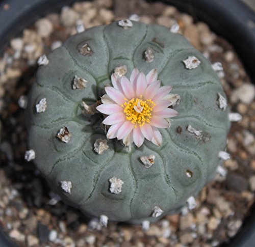 Ariocarpus Lophophora Willi. var. Texensis- 12 fresh seeds