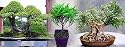 Bamboo Leaf Weeping Fig Tree - Bonsai or House Plant