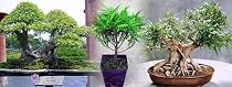 Bamboo Leaf Weeping Fig Tree - Bonsai or House Plant