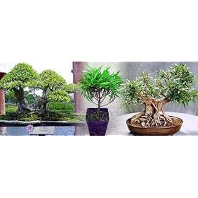 Bamboo Leaf Weeping Fig Tree - Bonsai or House Plant