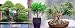 Bamboo Leaf Weeping Fig Tree - Bonsai or House Plant