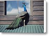 IMAGE OF A Peacock Peers In The Window Canvas Print / Canvas Art - Artist Medford Taylor