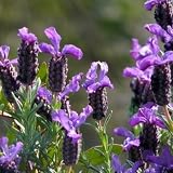 Purple Flowers Seeds