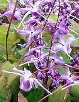 Lilafee Bishop Cap Perennial Plant - Epimedium - Shade