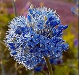 Blue of the Heavens-20 Bulbs-Allium caeruleum azureum