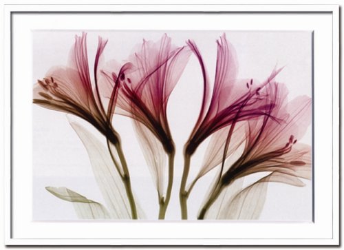 X-Ray PHOTOGRAPHY（レントゲンフォトグラフィー）ポスターフレーム Steven N.Meyers / Alstromeria 730x530x30mm