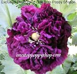500 Poppy Flower Seeds. Papaver Black Cloud Poppies. 51rprS9%2BfRL. SL160 500 Poppy Flower Seeds. Papaver Black Cloud Poppies.