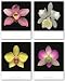 Dendrobium, Phalaenopsis, Cattleya and Cymbidium Set by Harold Feinstein 11