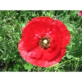30,000 Red Corn Poppy Seeds With FREE SHIPPING
