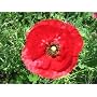 30,000 Red Corn Poppy Seeds With FREE SHIPPING
