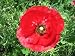 Outdoor Living : 30,000 Red Corn Poppy Seeds With FREE SHIPPING