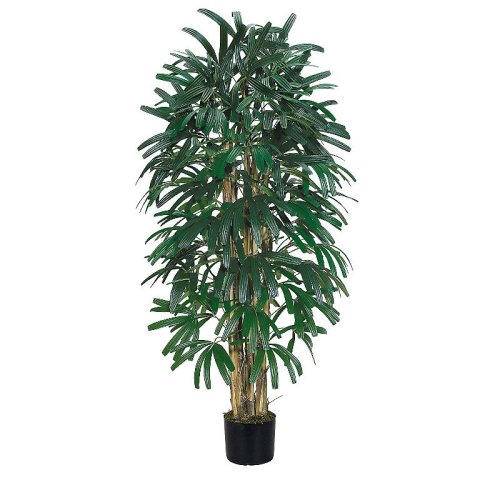Raphis Palm Silk Tree 6'
