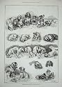 Louis Wain 1887 Kennel Club Dog Show Crystal Palace