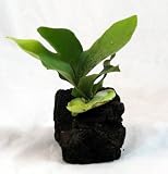 Staghorn Fern Hawaiian Volcano Plant Bonsai