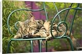 Canvas Prints of Cat - lying on chair in garden, grooming from Ardea Wildlife Pets