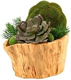 Echeveria And Moss Ball In Wooden Planter, 9
