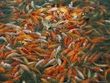 Orange Fish Crowded in Fish Tank Photographic Poster Print, 24x18 Orange Fish Crowded in Fish Tank Photographic Poster Print, 24x18