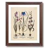 French Iris Flower Bulb Irises Contemporary Picture Framed Art Print