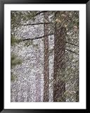 Snow Veils Conifer Trees Near Spooner Lake National Geographic Collection Framed Art Poster Print by Phil Schermeister, 39x49 51rrV6kekoL. SL160 Snow Veils Conifer Trees Near Spooner Lake National Geographic Collection Framed Art Poster Print by Phil Schermeister, 39x49