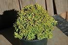 Chamaecyparis Obtusa Golden Sprite - Dwarf Hinoki Cypress Tree - Pot Size 4 Inch