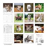 Image de Alpha Edition 16.0104 Gatti Calendario da Muro 2016, 30 X 60 cm Aperto