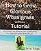 How to Grow Glorious Wheatgrass at Home Tutorial: With Salty Sea Mineral Eco-Fertilization for Superior Mineral Rich Soil