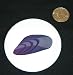 3 button / pin printed with mollusc, shell, tidepool, bivalve, ocean, mussel, mollusk, marine, blamussla, sea, invertebrate, animal