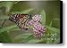 Swamp Milkweed Monarch Canvas Print / Canvas Art - Artist Randy Bodkins