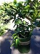 Bearss Lime Tree, Five Gallon Container by Monrovia Growers