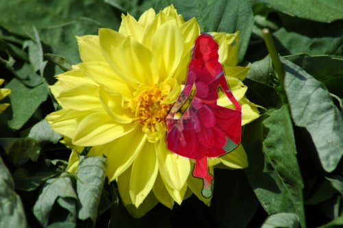 Cover image : Spring Song Divine Photography