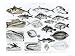 Ichthyology Osseous Fishes Art Giclee Poster Print by English School, 24x18